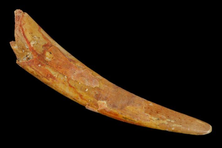 Fossil Pterosaur (Siroccopteryx) Tooth - Morocco #134648
